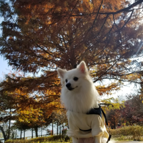 우리 웬디의 첫 남이섬여행