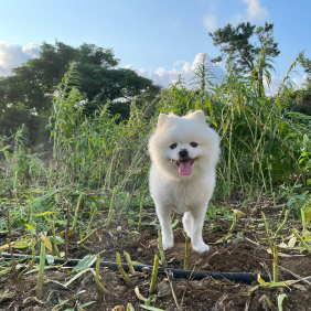 깨댕댕