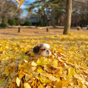 우리집 막둥이들