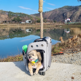 댕댕열차 타고 영월여행