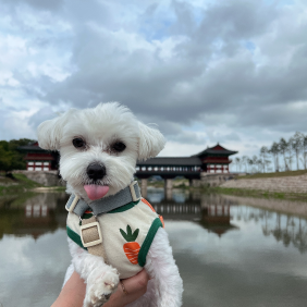 여행 다녀온 울 보리 ~~귀엽쭈 !!!!