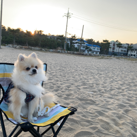 블랑이는 강원도 여행 홀릭 중