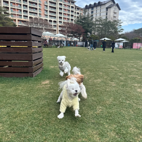 짱 신나게 쫒기는 밤털이