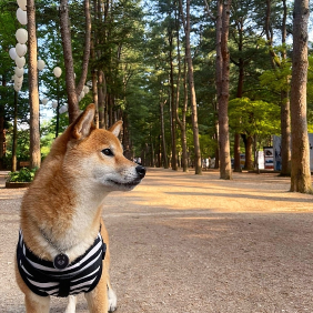 강원도 남이섬 여행