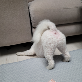 엉덩이 최강자 두식이