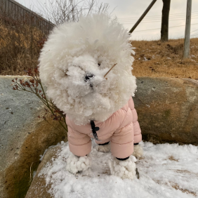 세상에서 제일 신난 댕댕