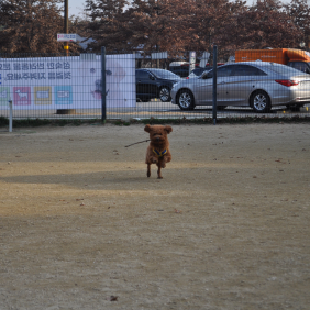 나뭇가지가 젤루죠아