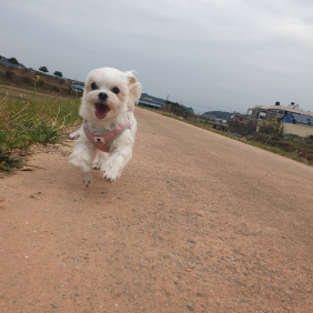 우리집 개딸 콩이 입니다ㅎㅎ