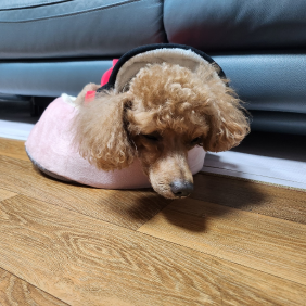 방석이 좋은 톰