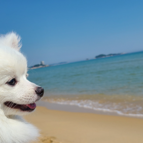 삼포해수욕장  호야