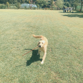 자연이 장난감인 골댕이두유❤️