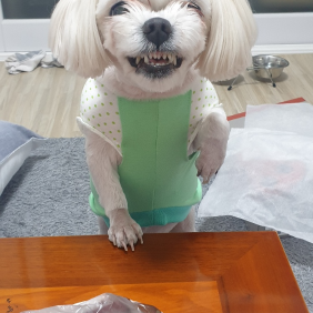 재롱둥이 삐삐~