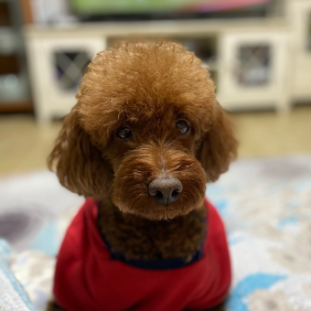 귀염둥이 막내 초코